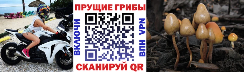 Псилоцибиновые грибы GOLDEN TEACHER  Никольск 